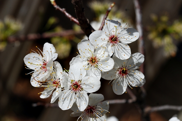 {Prunus mexicana}